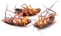 Cockroach Control Brisbane image 3